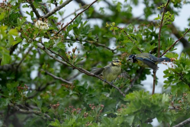 Blue Tit Fledgling at Cold Springs by James Silson