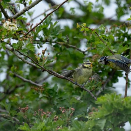 The Big Garden Bird Watch